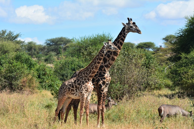 Giraffe 5
