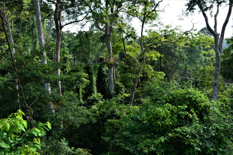 Kakum National Park Canopy Walk 2