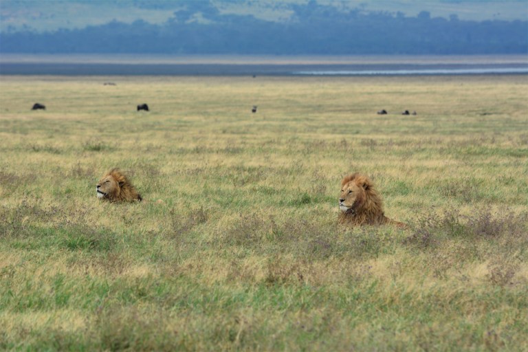 Ngorongoro Lion 2.jpg