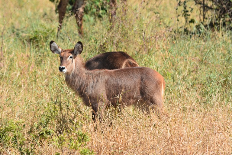 Waterbuck 1